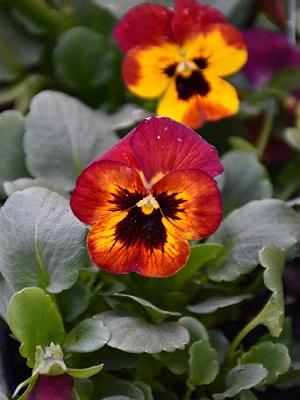 VIOLA Sorbet Fire